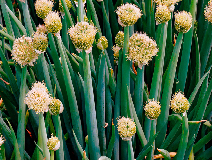 Lielloku jeb batunsīpoli (Allium fistulosum).