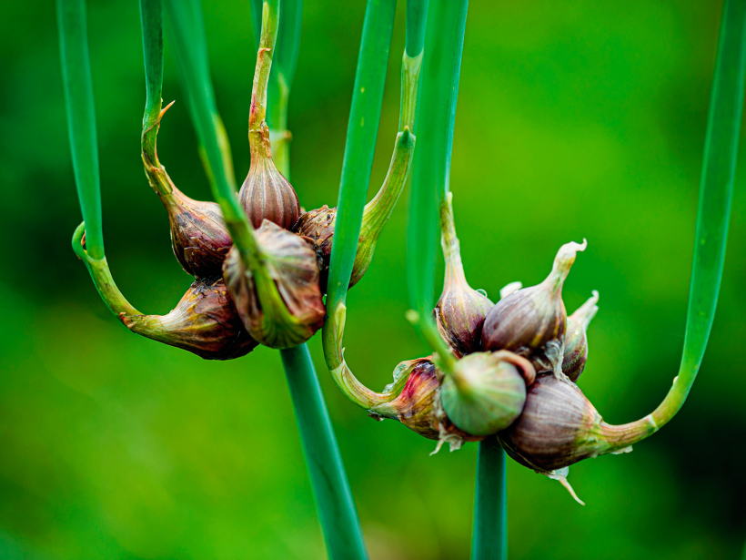 Daudzposmu jeb vairākstāvu sīpoli (Allium proliferum).