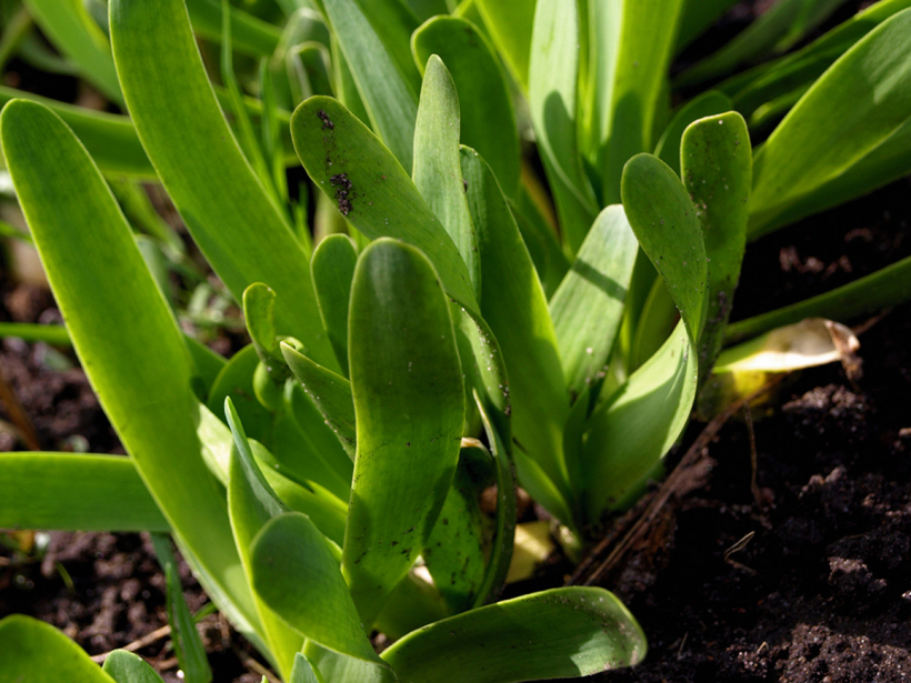 Nokarenie jeb platloku sīpoli (Allium nutans).