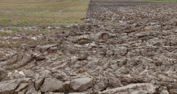 Rudens arums smagā smilšmāla augsnē (ar četrkorpusu arkls Kverneland ES 100-200-28). Pa kreisi – vasaras miežu rugaine, kas pavasarī tiks sadiskota ar Kverneland qualidisc farmer (4 m), kam sekos auzu sēja ar Multiva forte XT400 (4 m).