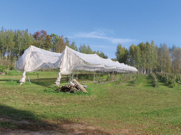 VOEN segumi uzlabo ogu kvalitāti, samazina nokrišņu nokļūšanu uz augiem, tādējādi samazinot pelēkās puves izplatību, uzlabojot ogu uzglabāšanos un kvalitāti pēc novākšanas.