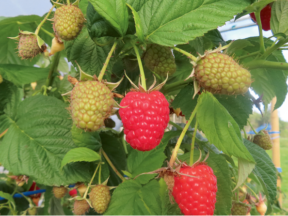 No pētījumā iekļautajām šķirnēm augstāko ražību, ogu kvalitāti un izturību pret slimībām uzrādīja šķirne 'Mapema'.