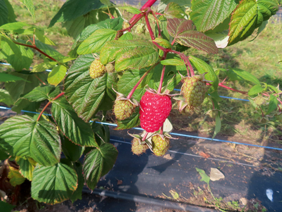 Ieteicamākā saldēšanai desertam ir šķirne 'Polonez', kas pēc sasaldēšanas atkausējot nezaudē savu izskatu, formu, maz izdala sulu un ir ar pievilcīgu krāsojumu.