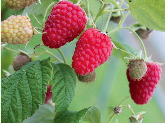 No vērtētajām rudens aveņu šķirnēm Latvijas apstākļos vislabāko piemērotību mehanizētai vākšanai uzrādīja rudens aveņu šķirne 'Polka'.
