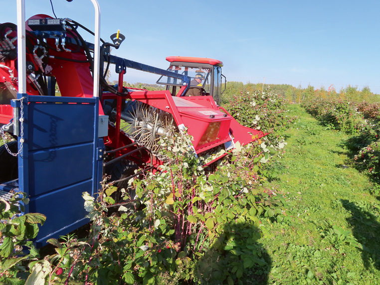 Aveņu kombains "Jarek" darbā.