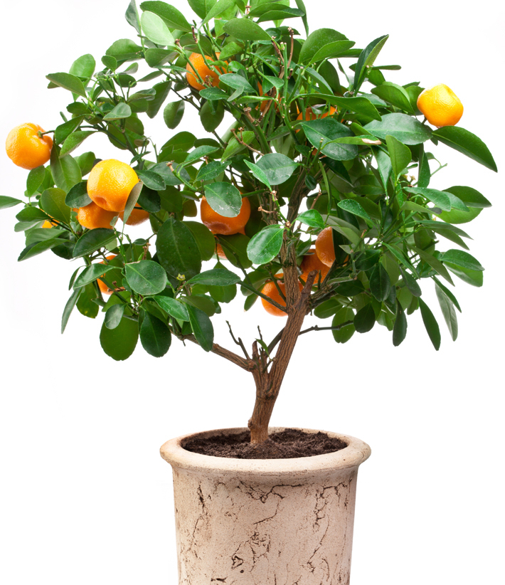 Dažkārt gaismas trūkuma dēļ citruss nomet lapas, bet, sagādājot vajadzīgos apstākļus, augs var atjaunoties.