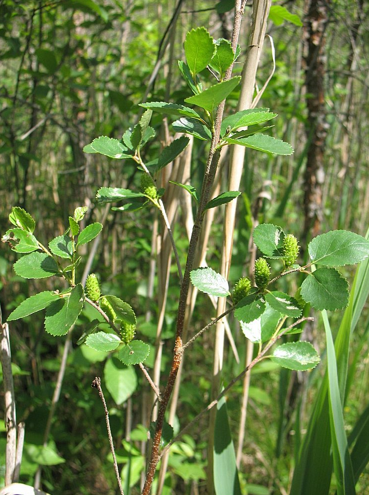 Gada koks – zemais bērzs - vislabāk apskatāms Pelēču purvā (Preiļu nov.), kur labiekārtota purva taka ved cauri bagātīgām zemo bērzu audzēm.