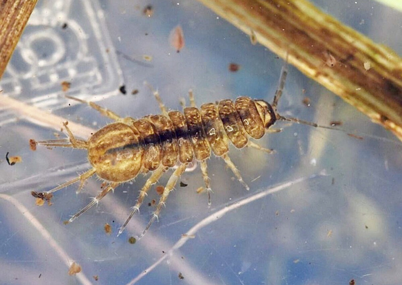 Ūdens ēzelītis nespēj peldēt, pārvietojas, tikai "soļojot" pa ūdenstilpes dibenu, tāpēc arī ieguvis tik dīvainu vārdu, jo "staigā kā ēzelis".