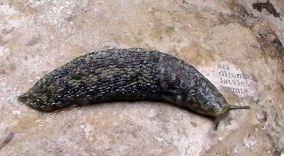 Zaļganais kailgliemezis var sasniegt 12 cm garumu. Pieaugušu gliemju pamatkrāsa ir olīvu vai pelēkzaļa. Zināms, ka mitros, labos barošanās apstākļos krāsojums ir spilgtākos toņos.
