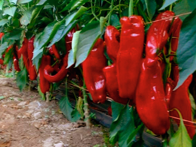 ‘Crunch F1’ ir agrīna Palermo tipa šķirne ar sarkaniem izcilas garšas augļiem.