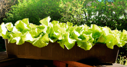 Salātus var izaudzēt arī balkona kastē. Piemērotas ir šķirnes ‘Salat Bowl’, ‘Lollo Rosso’ un citas.