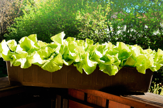 Salātus var izaudzēt arī balkona kastē. Piemērotas ir šķirnes ‘Salat Bowl’, ‘Lollo Rosso’ un citas.