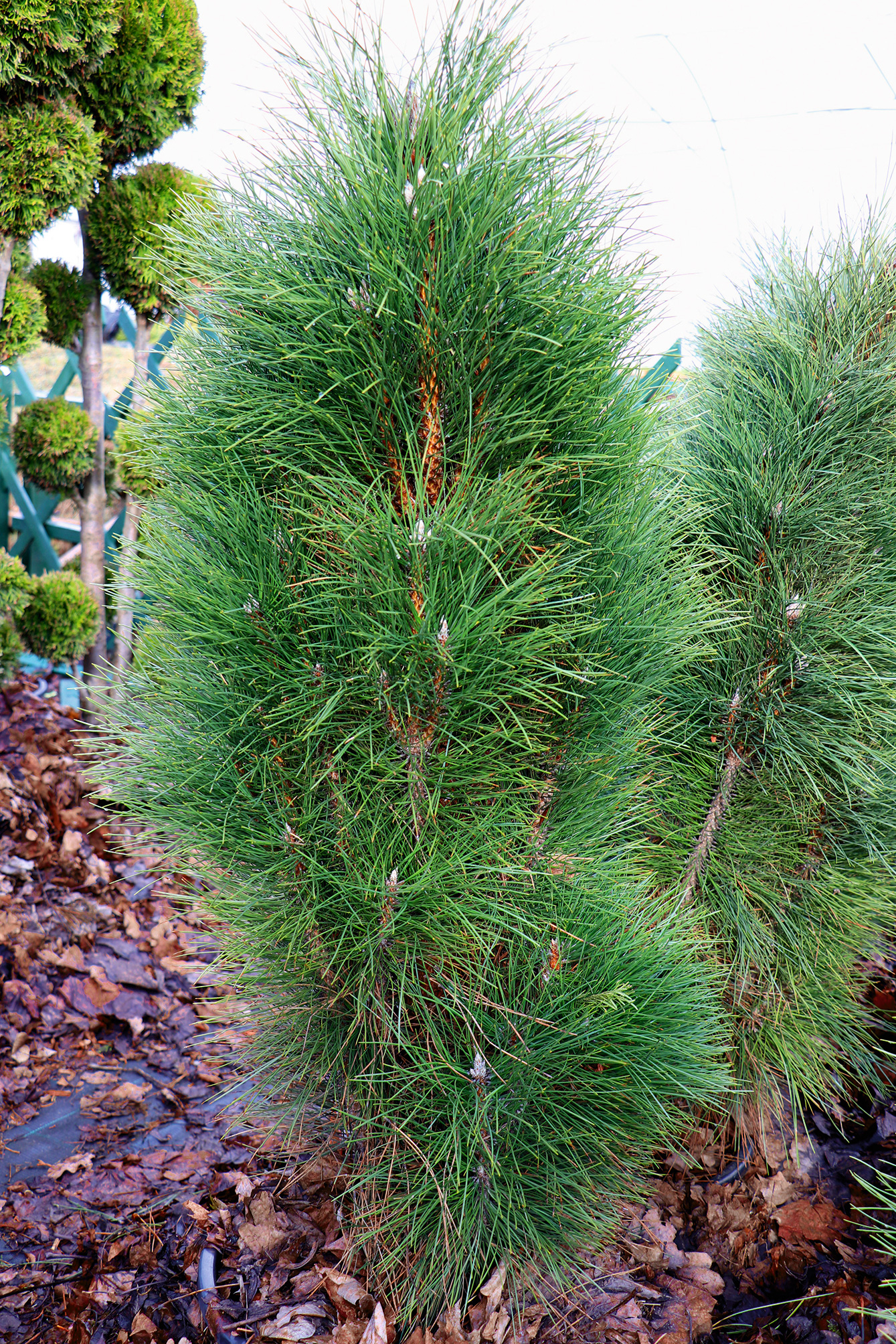 5. Melnā priede (Pinus nigra) ‘Green Tower’