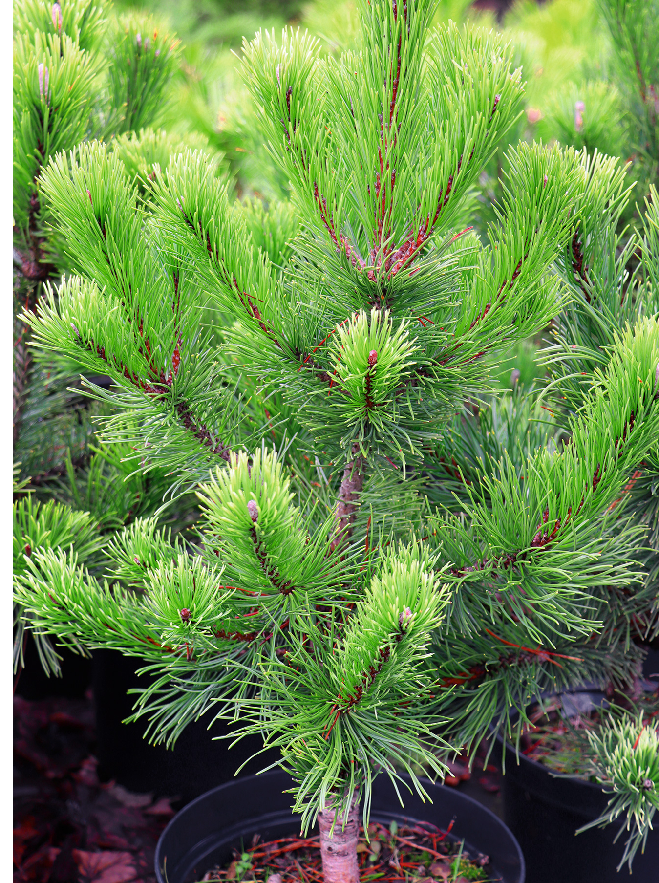 2. Kalnu priede (Pinus mugo) ‘Pal Maleter’