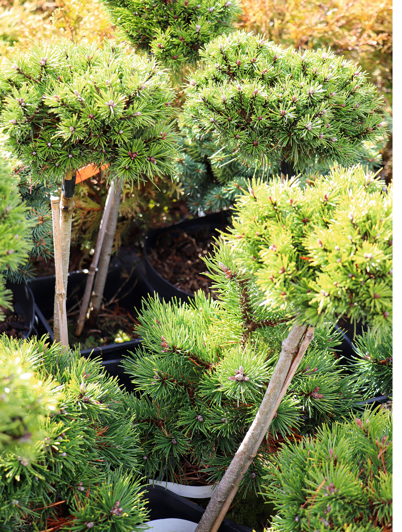 4. Kalnu priede (Pinus mugo) ‘Ježek’