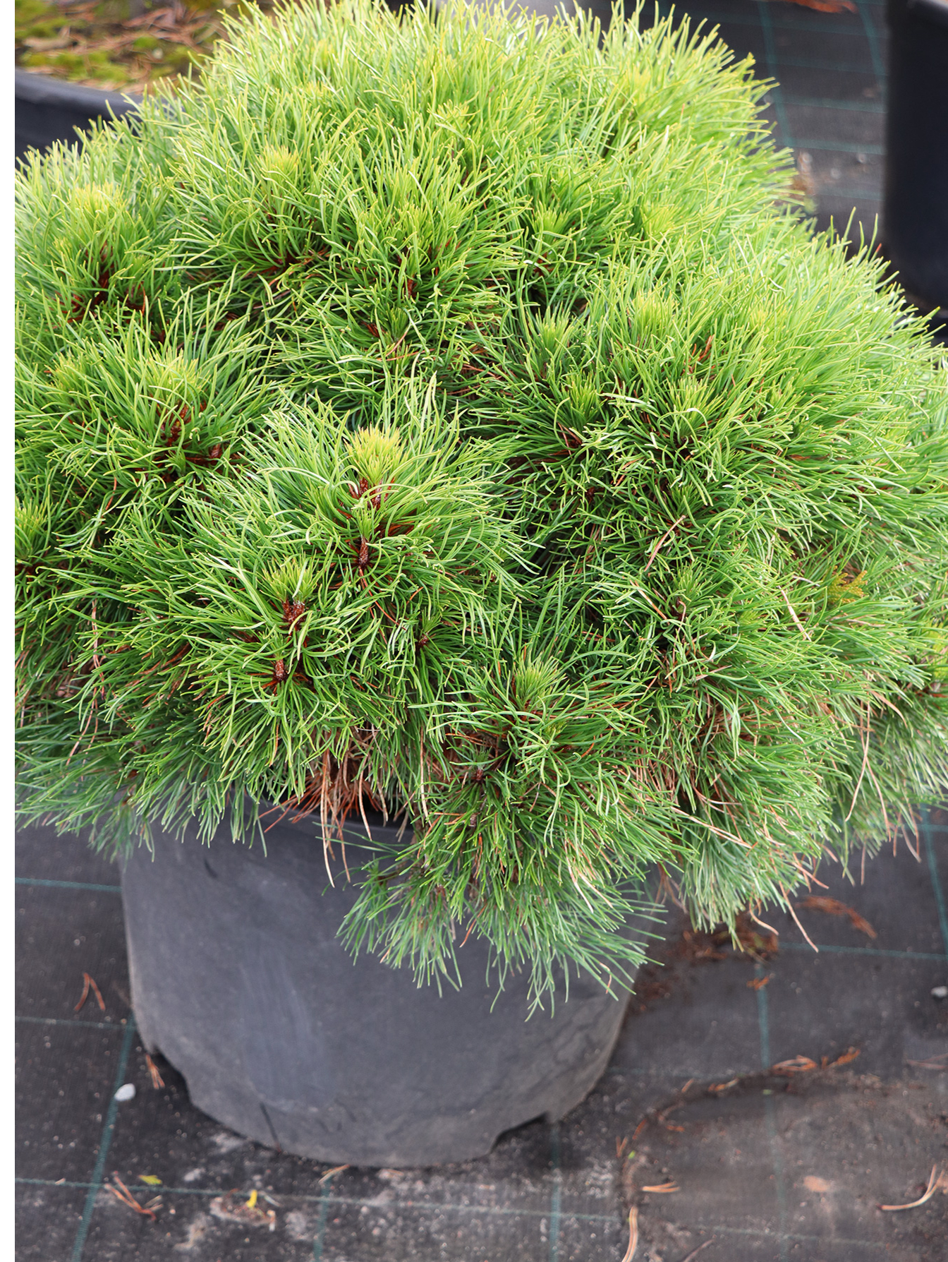 7. Kalnu priede (Pinus mugo) ‘Varella’