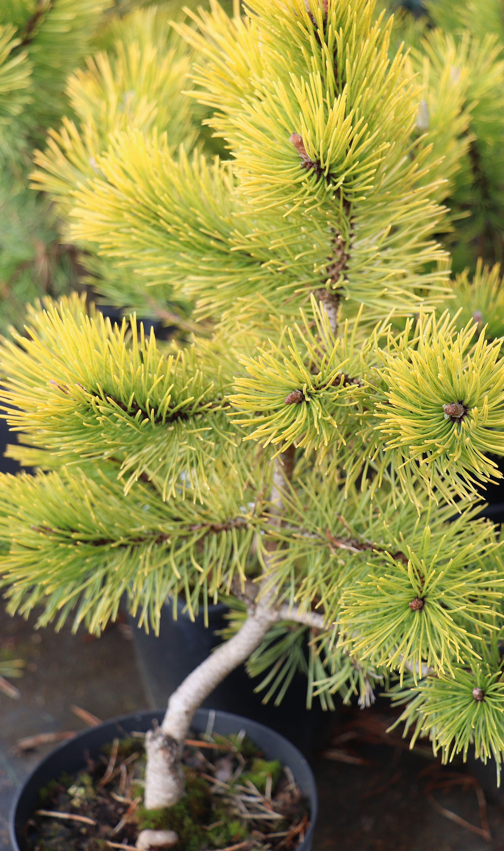10. Kalnu priede (Pinus mugo) ‘Golden Glow’