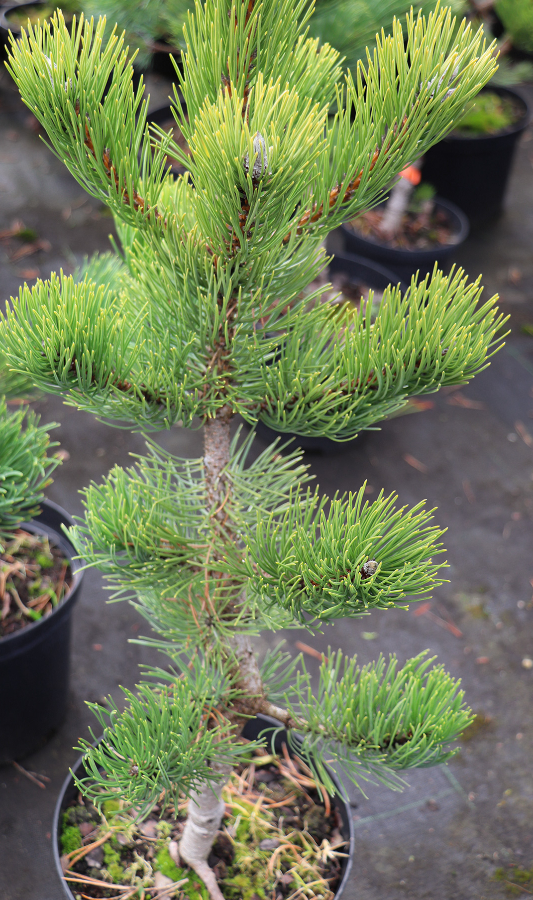 3. Melnā priede (Pinus nigra) ‘Oregon Green’