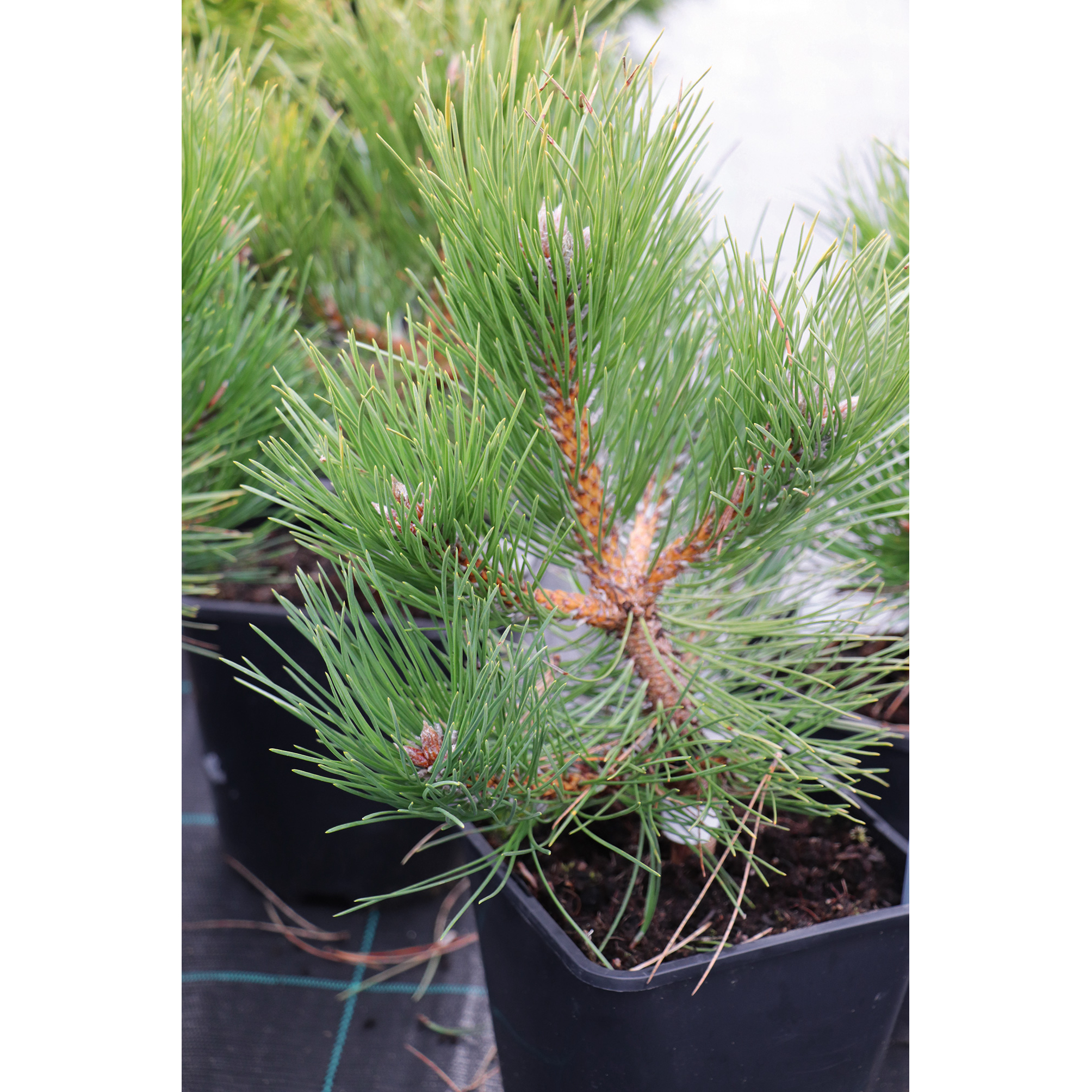 6. Melnā priede (Pinus nigra) ‘Hornibrookiana’