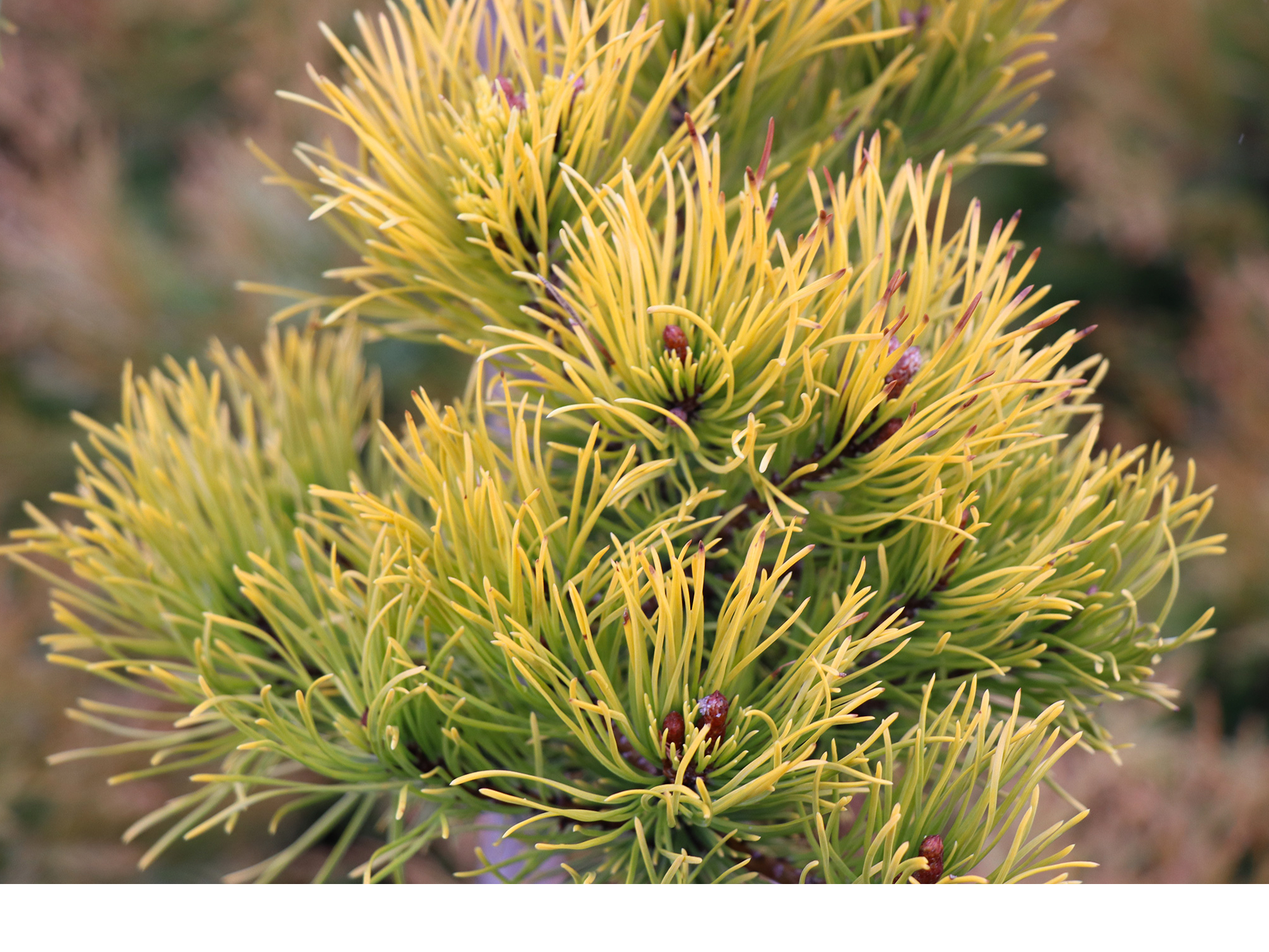 9. Kalnu priede (Pinus mugo) ‘Dezember Gold’