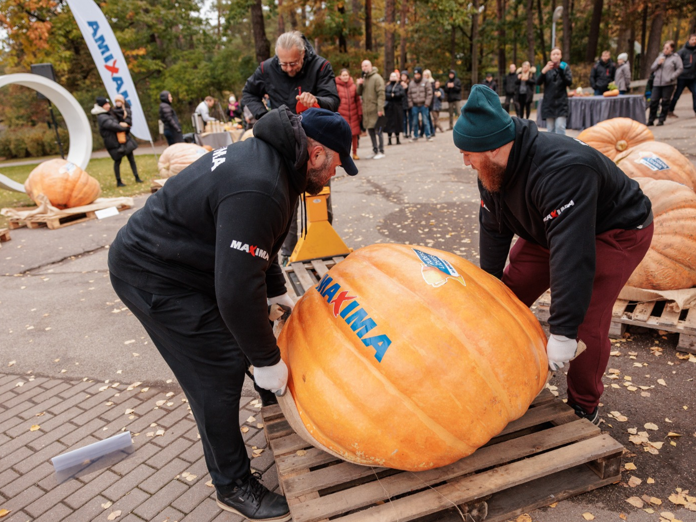 Latvijas lielākā ķirbja čempionātā.