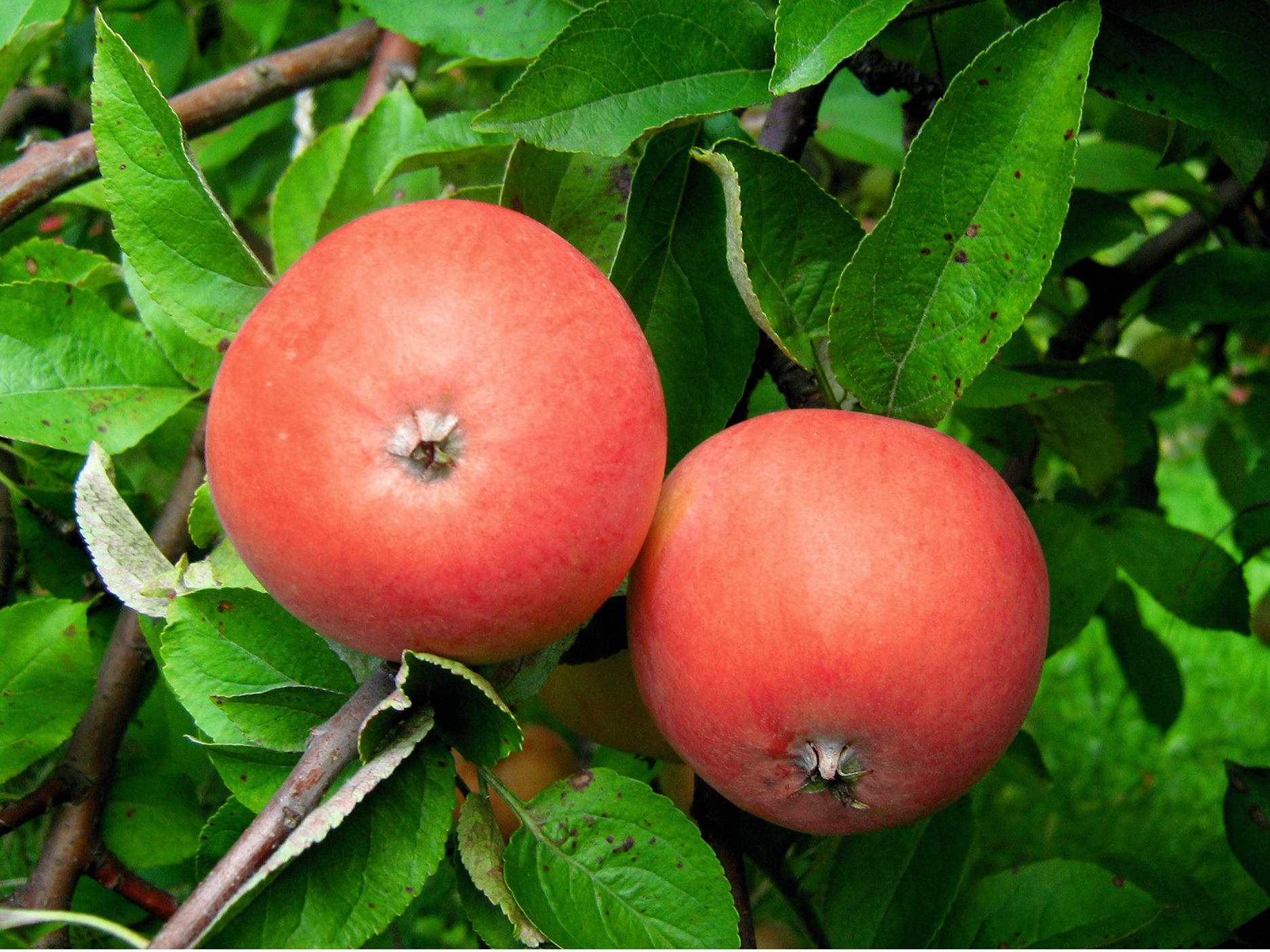 ‘Mālābele’, saukta arī par ‘Serinku’, ne tikai bieži slimo ar vēzi, bet arī vēlu sāk ražot. Tomēr vēl aizvien nav izveidota šķirne, kam piemistu unikālais šo ābolu aromāts.