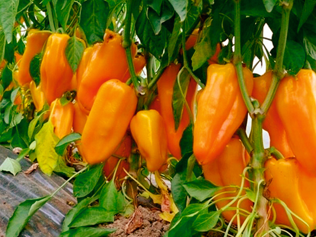 ‘Pirouet F1’ – viegli audzējama, populāra konusveida paprika. Augļi maina krāsu no spilgti zaļas līdz oranžai.