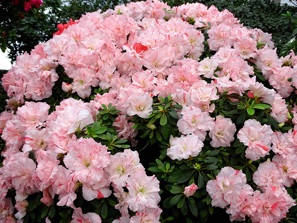 ‘Kaprīze’ – Kārļa Bauera un Dzintras Getliņas Tukumā selekcionētā agrīnā šķirne. Ziedi lieli, divkrāsaini – balti ar neregulāru sārtu svītrojumu.