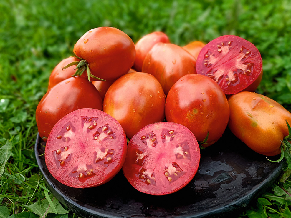 ‘Itāļu ērzelis’ izceļas ar maigu, izteiktu tomātu garšu.