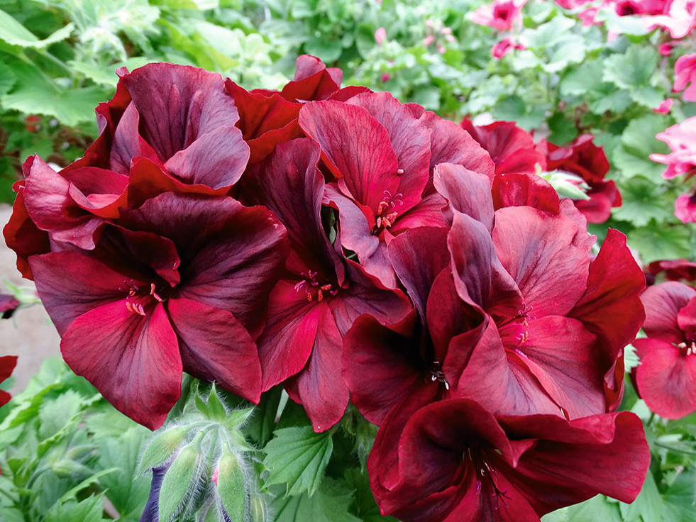 Aristo ‘Schoco’ ir viena no agrāk ziedošajām karaliskajām pelargonijām. Izceļas ar tumšiem šokolādes krāsas ziediem.