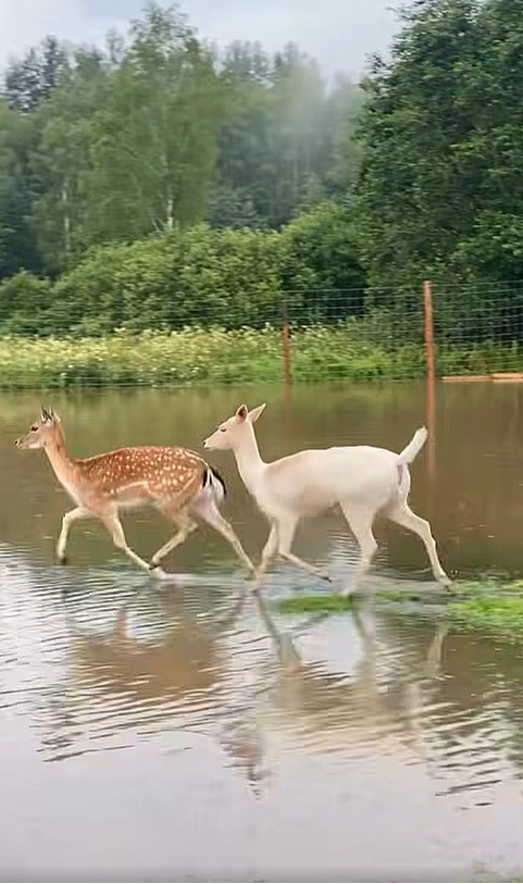 Naujenes pagasta minizoo "Jurita" feisbuka lapā pie video vakar rakstīts: "Mēs slīkstam! Tikai pāris stundu laikā mazā Stropicas upīte pārvērtusies spēcīgā ūdens straumē. Daudzi aploki ir applūduši, trušu būri ir zem ūdens. Visi dzīvnieki ir drošībā, truši un pāvi vēl naktī tika evakuēti uz drošu, sausu vietu. Bet mēs ļoti ceram, ka ūdens līmenis drīz sāks kristies."